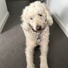 rubesmay
